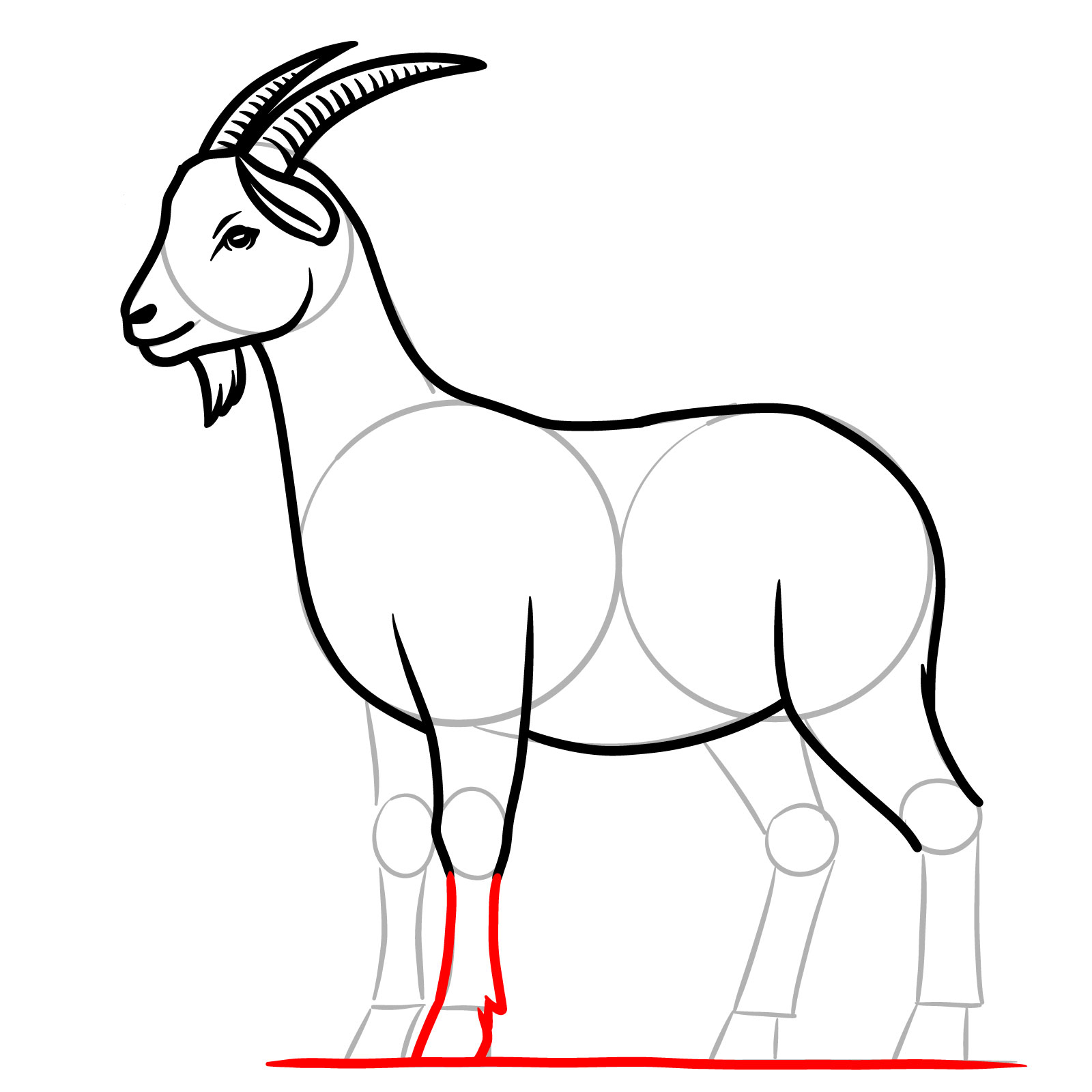 How to Draw a Goat Full Body Side View - step 13