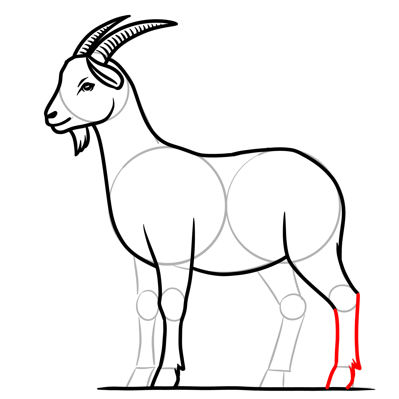 How to Draw a Goat Full Body Side View - step 14
