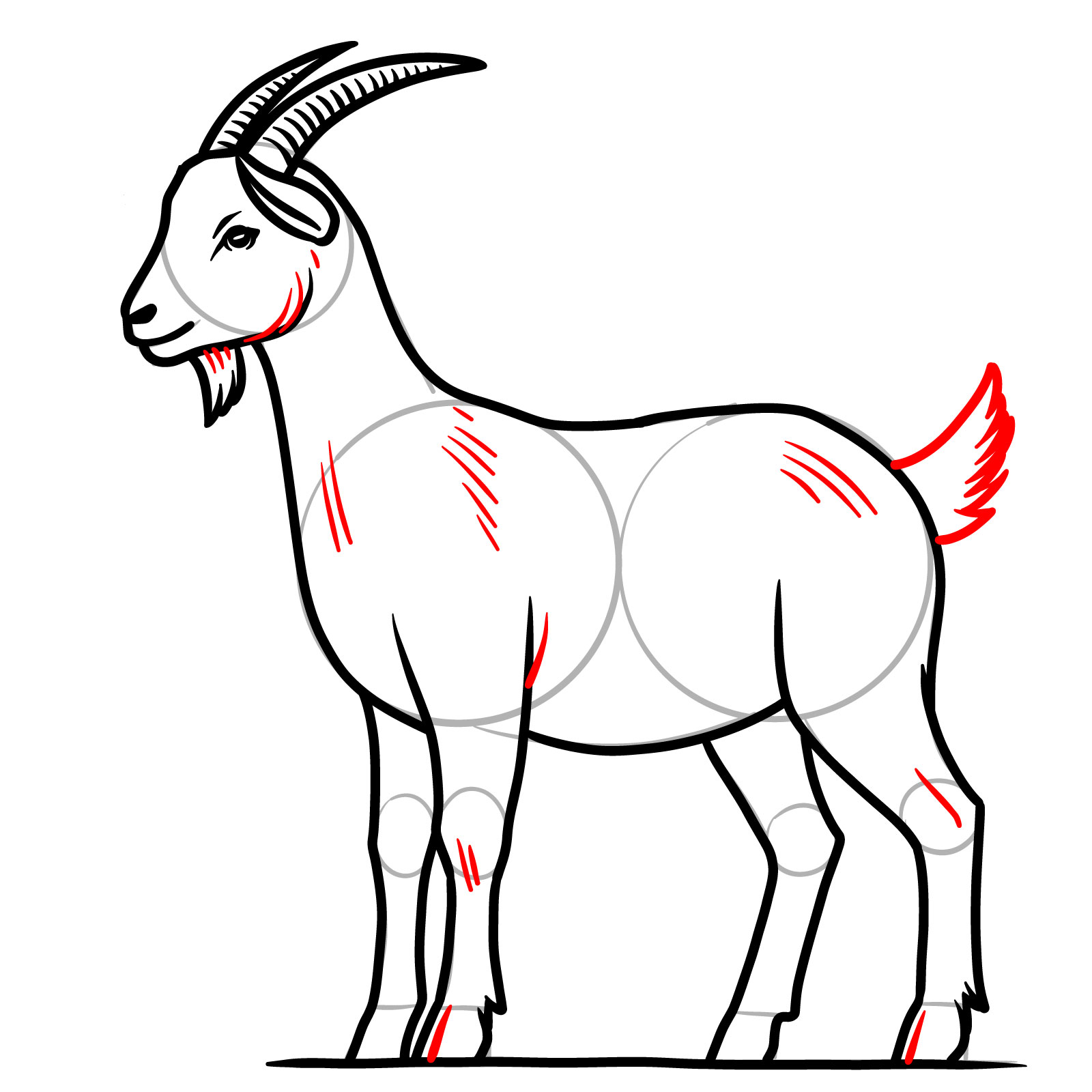 How to Draw a Goat Full Body Side View - step 16