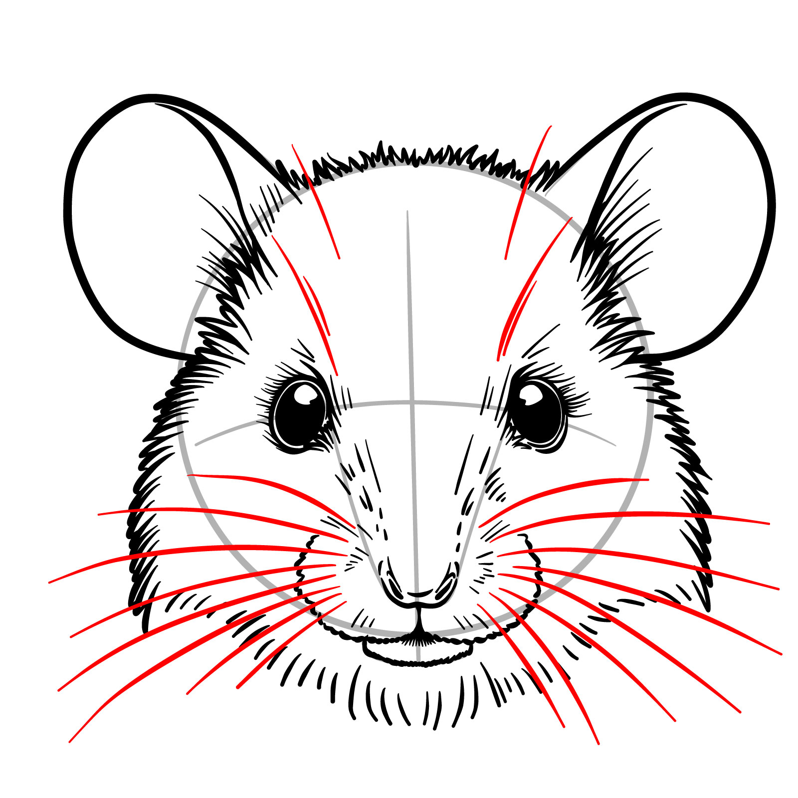 How to Draw a Mouse Head Front View - step 14