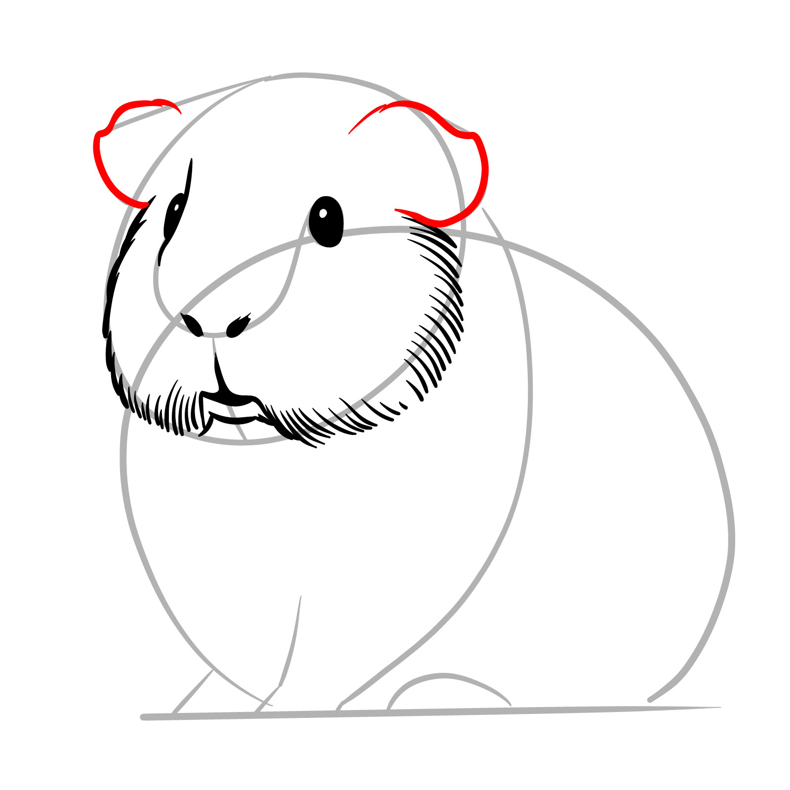 How to Draw a Guinea Pig - step 06