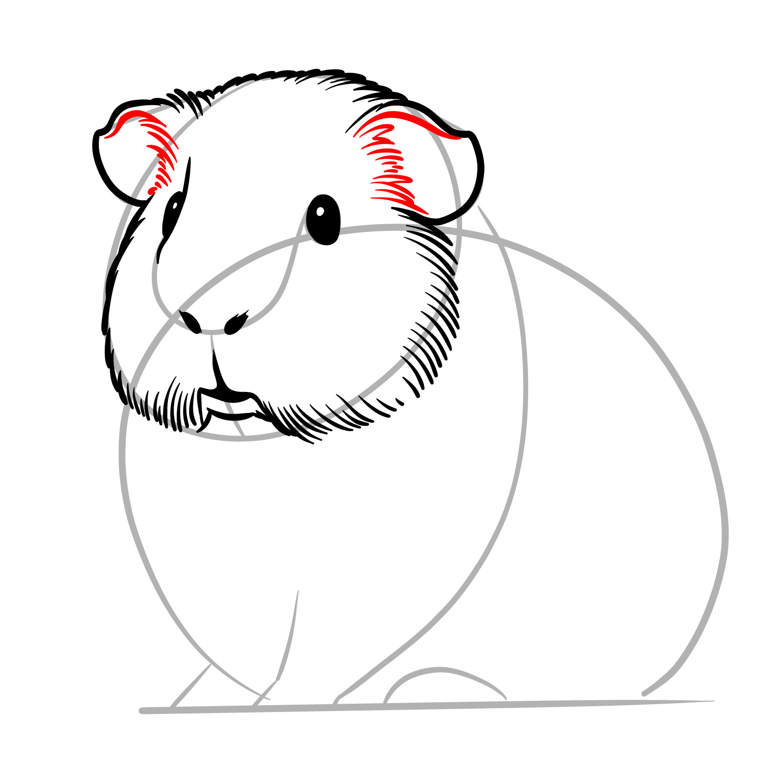 How to Draw a Guinea Pig - step 08