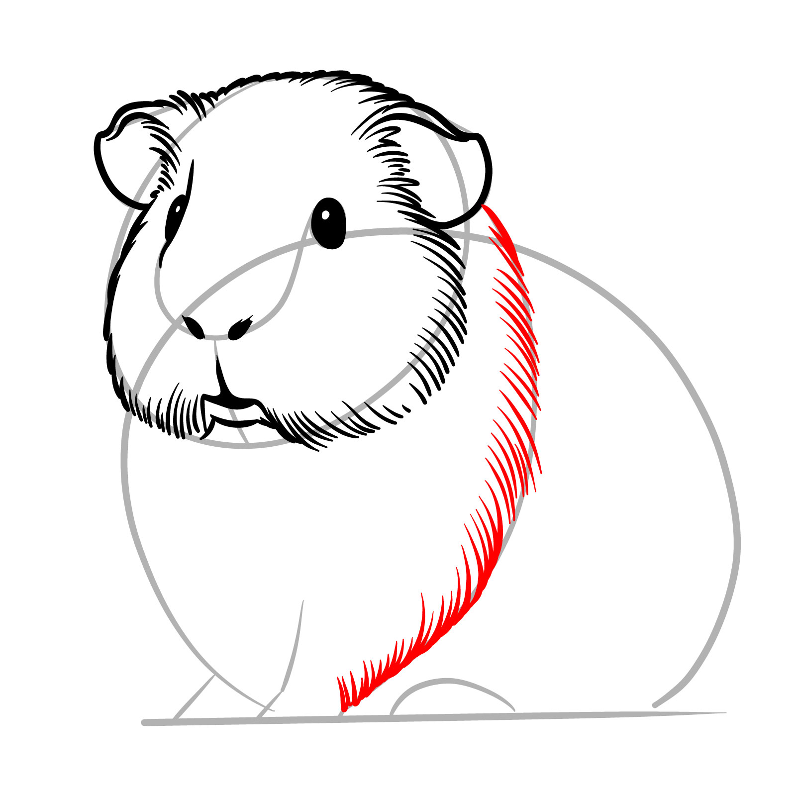 How to Draw a Guinea Pig - step 09