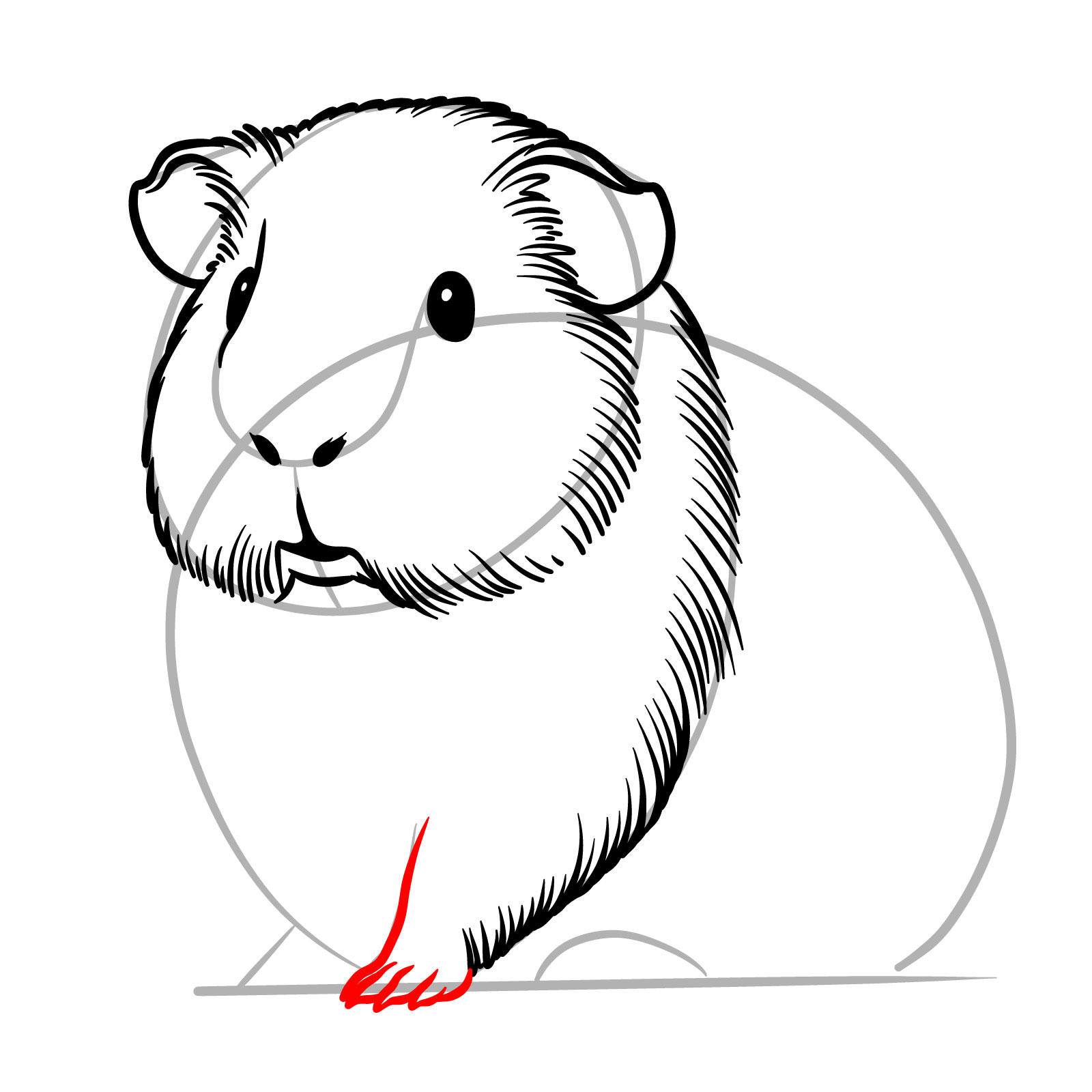 How to Draw a Guinea Pig - step 10