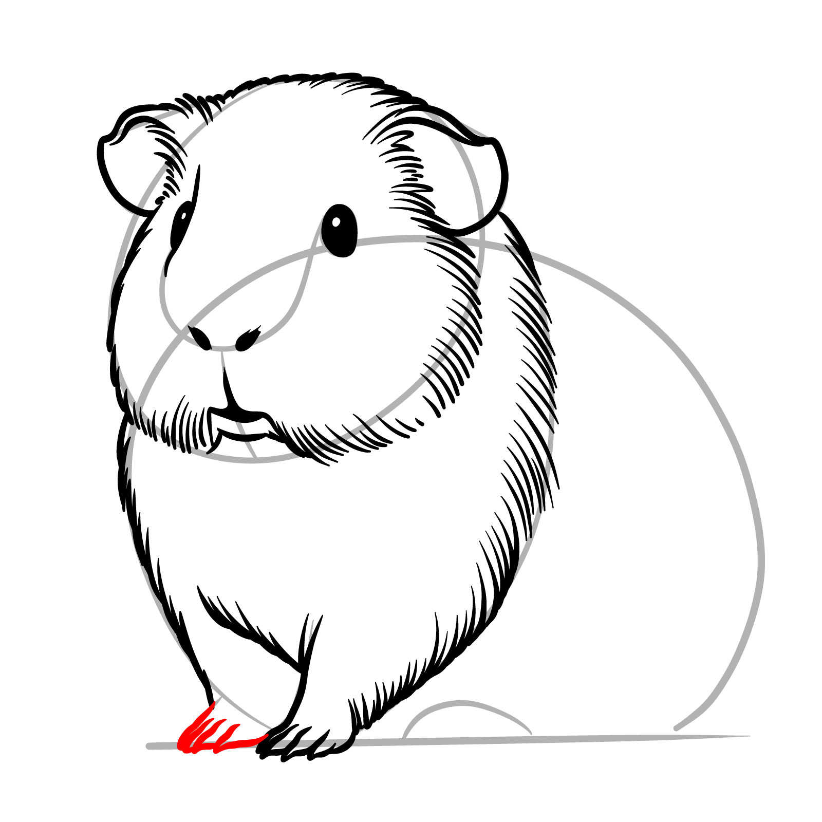 How to Draw a Guinea Pig - step 12
