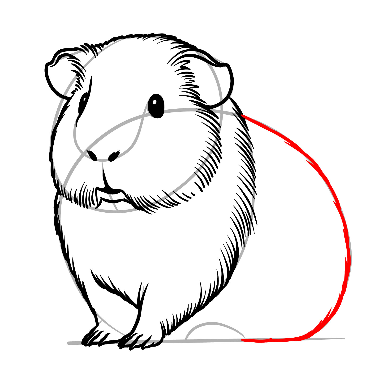 How to Draw a Guinea Pig - step 13