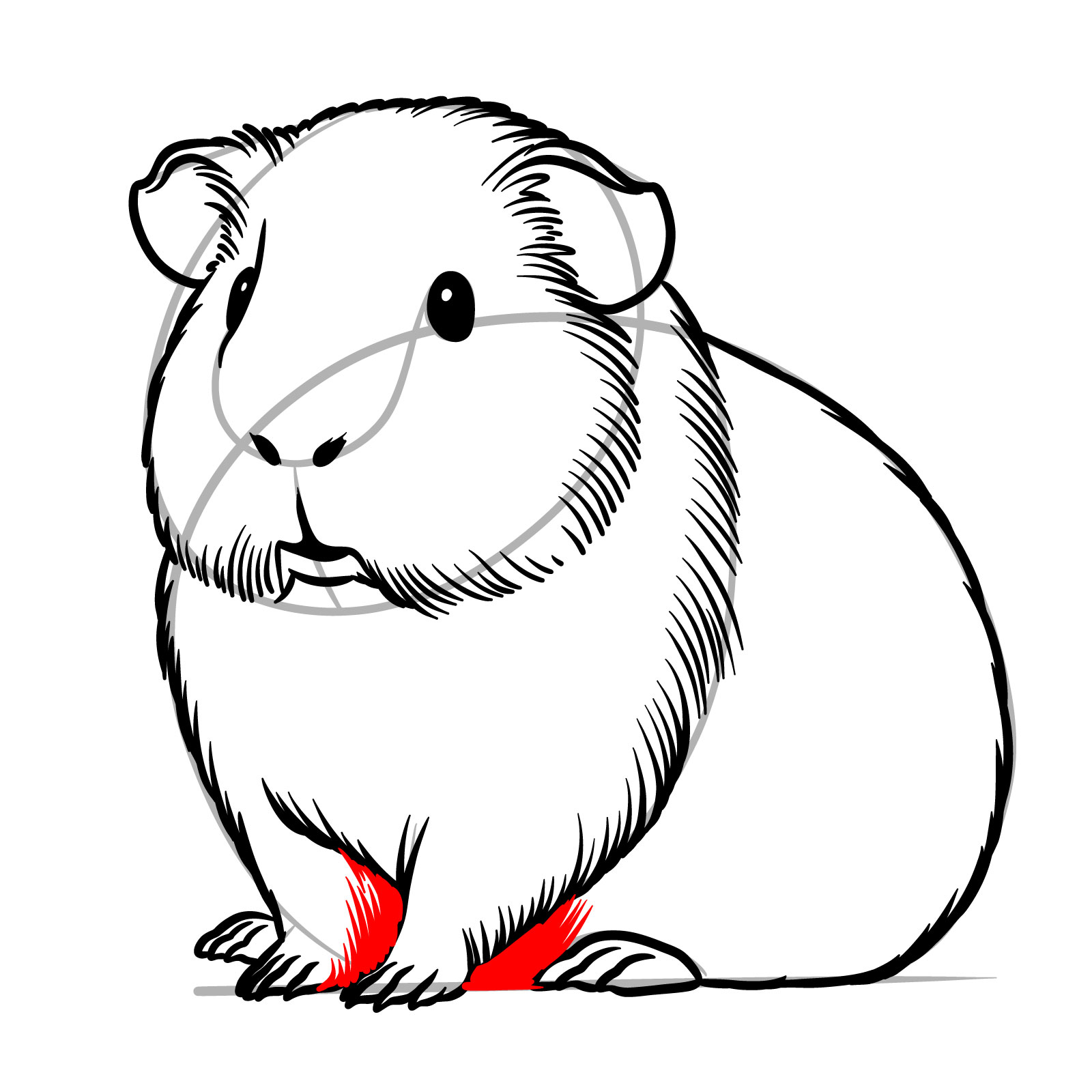 How to Draw a Guinea Pig - step 15