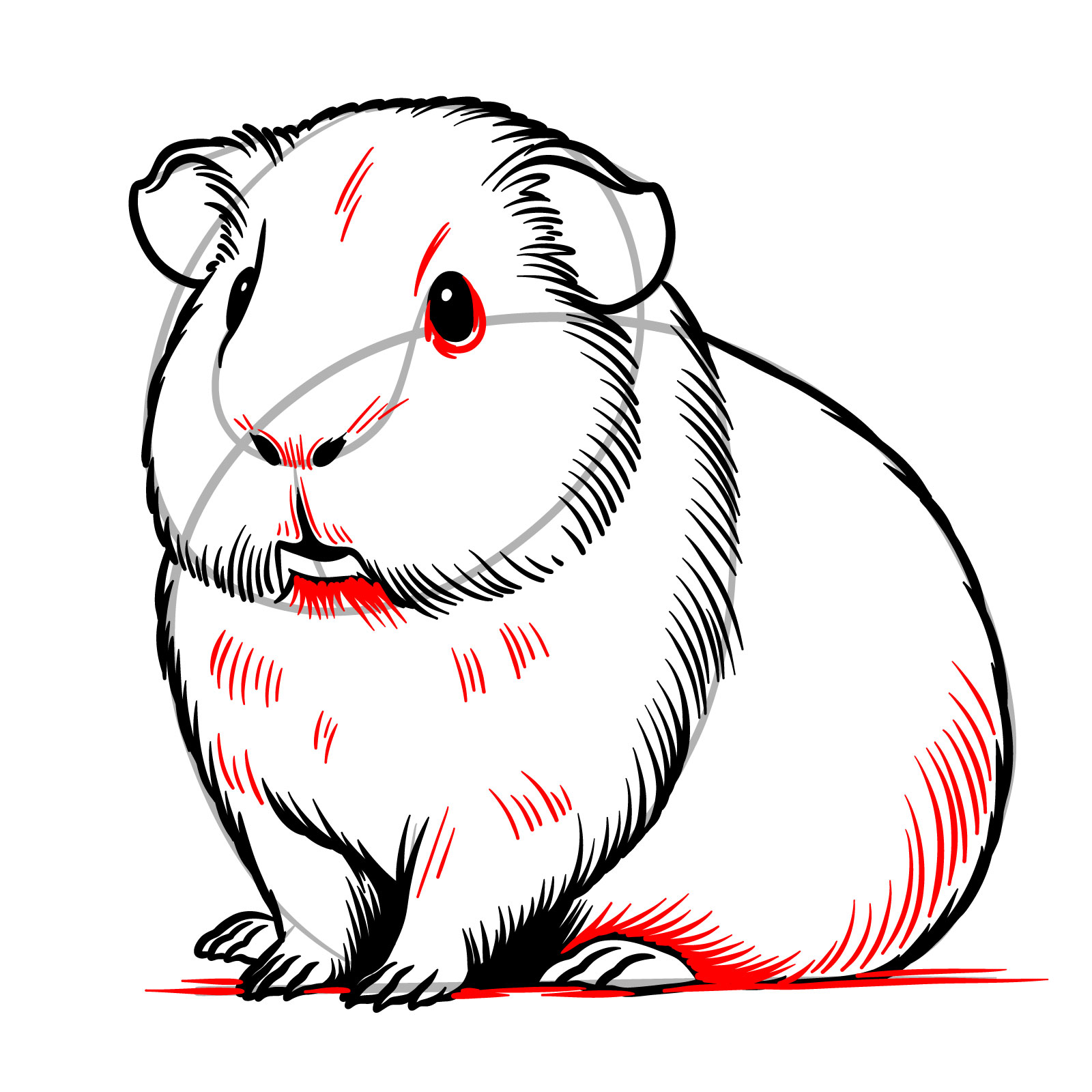 How to Draw a Guinea Pig - step 16