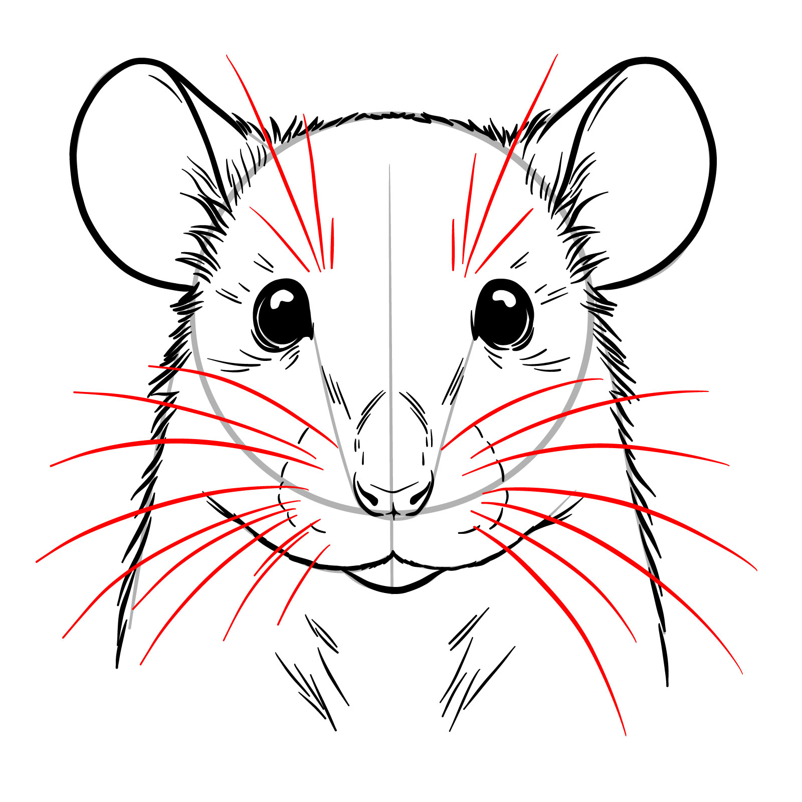 How to Draw a Rat’s Head Front View - step 12