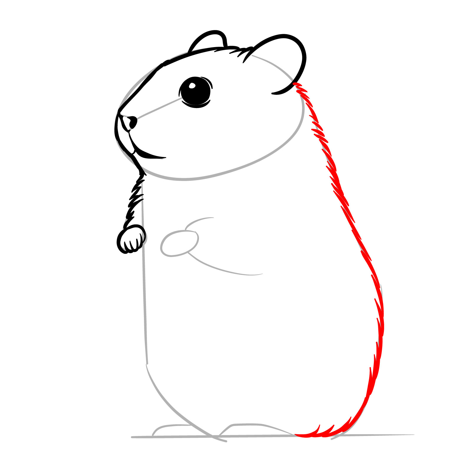 How to Draw a Hamster - step 09