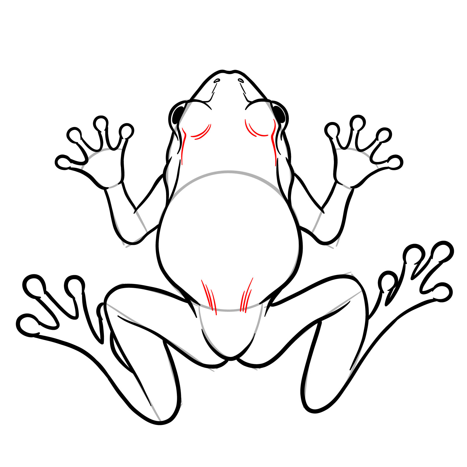 How to Draw a Frog from the Top View - step 18