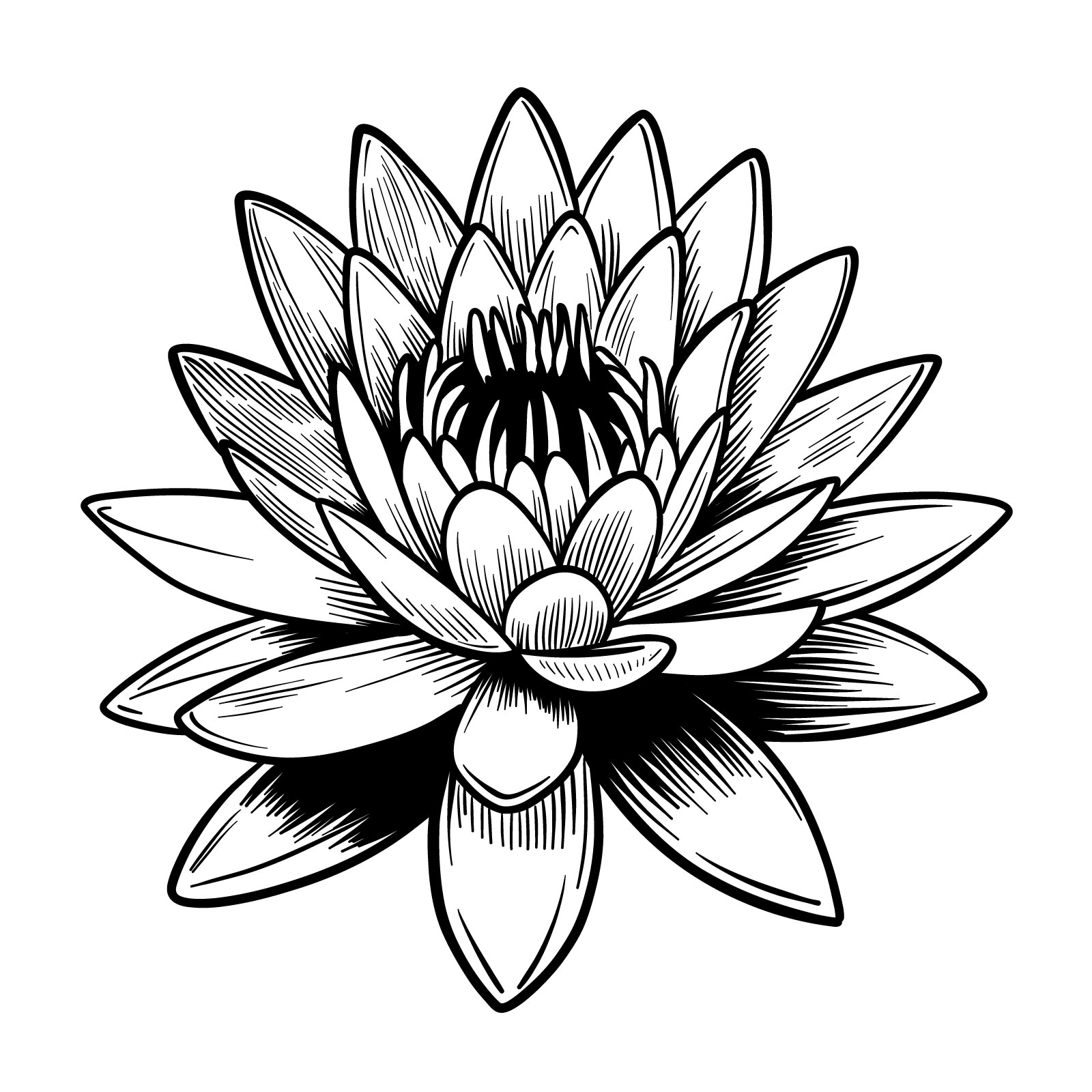 Water Lily Drawing Amazing - Drawing Skill