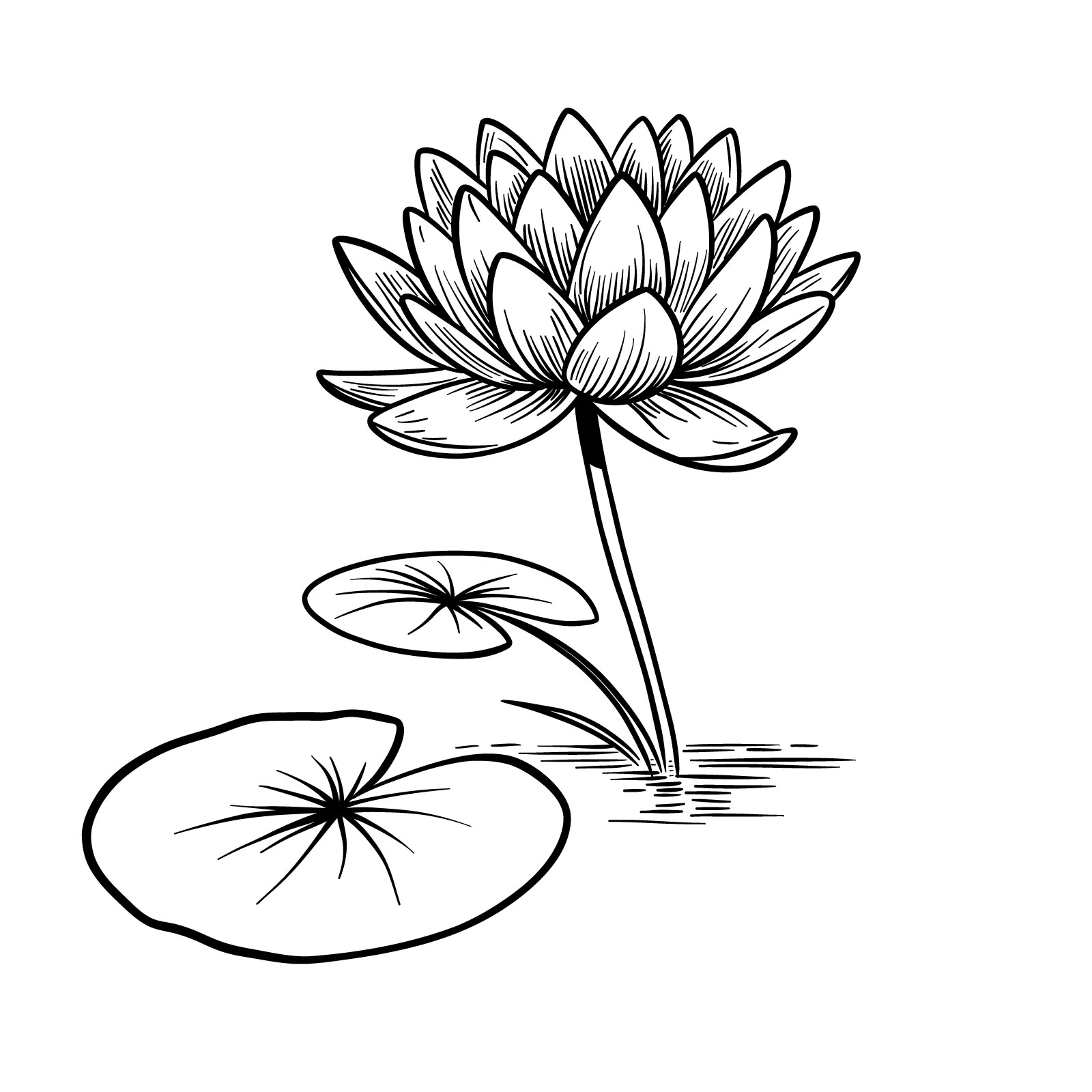 Water Lily drawing for kids - video Dailymotion