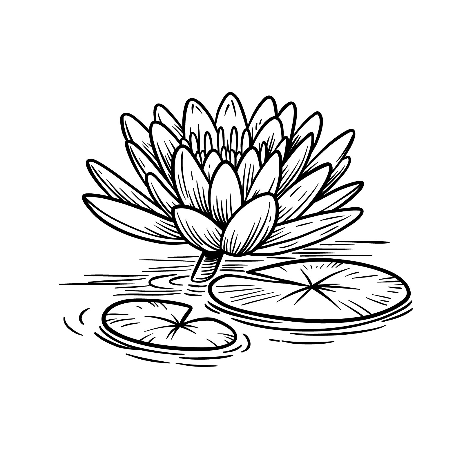 How to draw a water lily on water - the drawing we will create